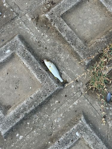 セイゴ（マルスズキ）の釣果