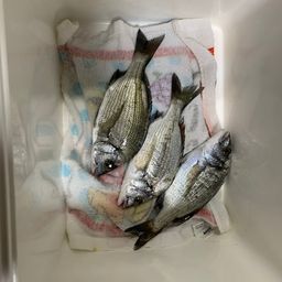 チヌ