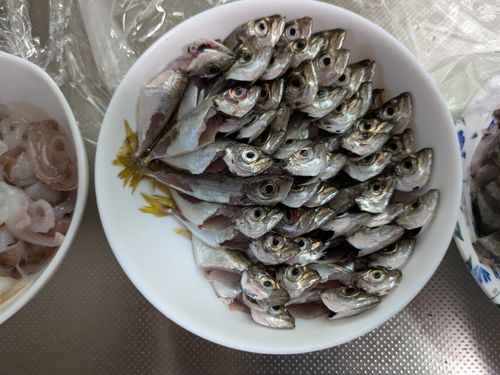 アジの釣果