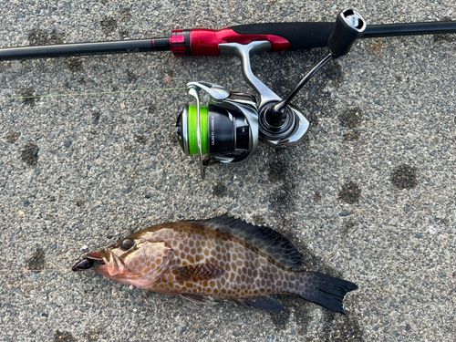 オオモンハタの釣果