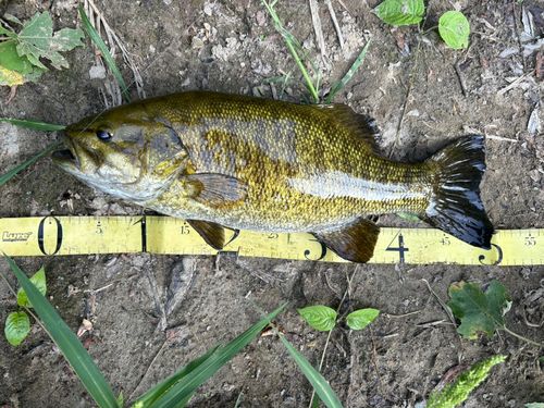 ブラックバスの釣果