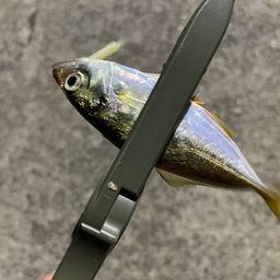 アジ