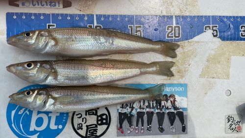 キスの釣果