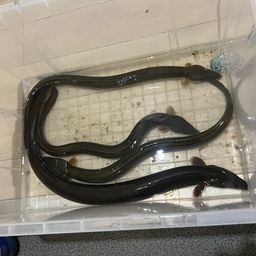 ウナギ