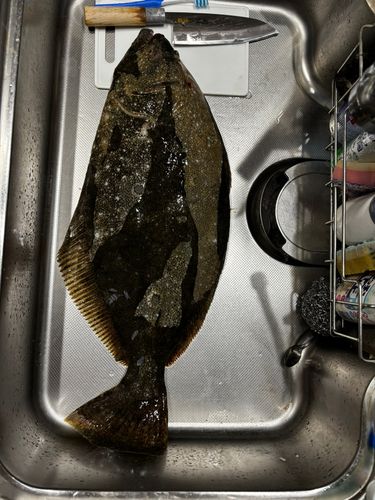 ヒラメの釣果