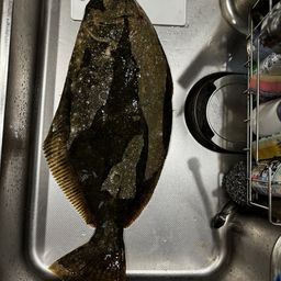 ヒラメ