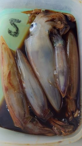 マイカの釣果