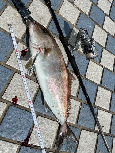 ネリゴの釣果