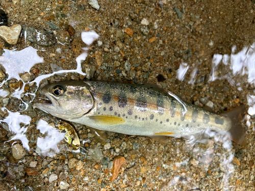 ヤマメの釣果