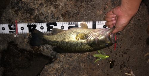 ブラックバスの釣果