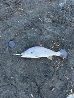 ニベの釣果