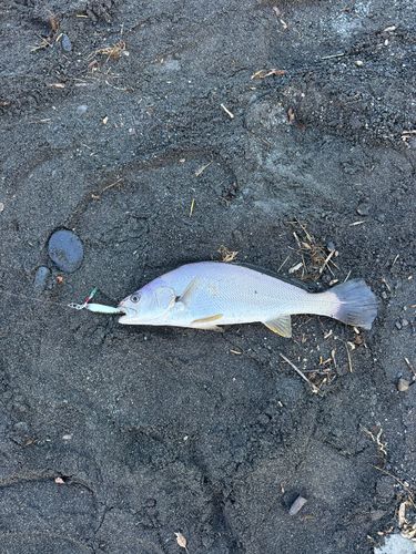 ニベの釣果
