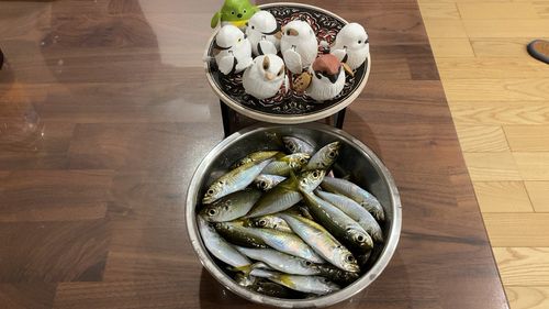 アジの釣果