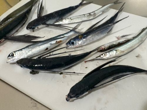 関西地方で釣れたトビウオ - アングラーズ | 釣果600万件の魚釣り情報
