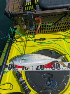 イナダの釣果