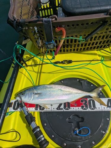 イナダの釣果