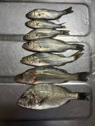 セイゴ（マルスズキ）の釣果