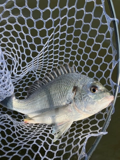 キビレの釣果