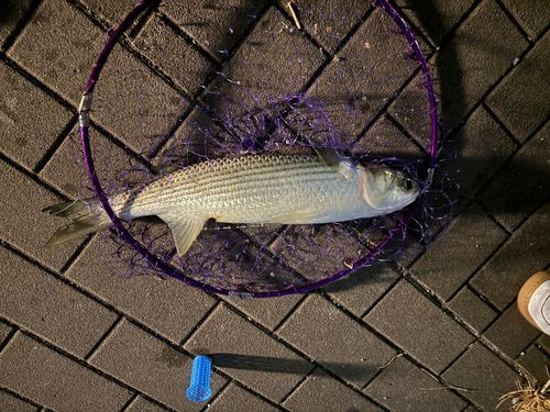 ボラの釣果