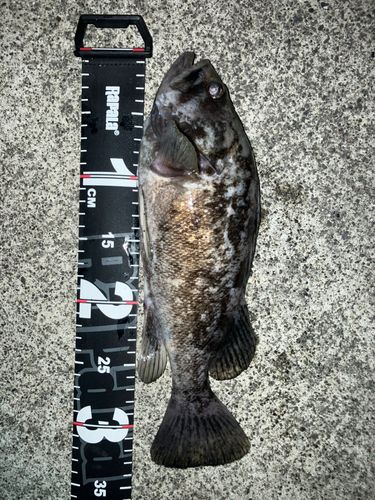 クロソイの釣果