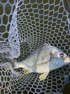 キビレの釣果