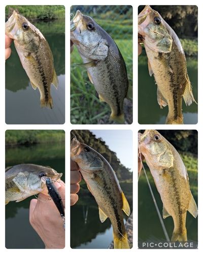 ブラックバスの釣果