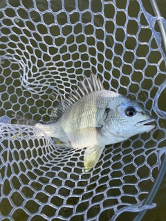 キビレの釣果