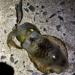 アオリイカ