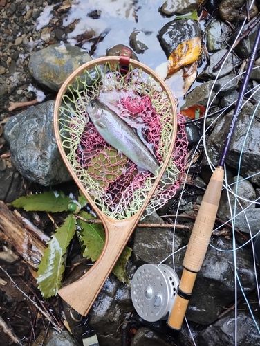 ニジマスの釣果