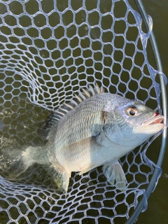 キビレの釣果