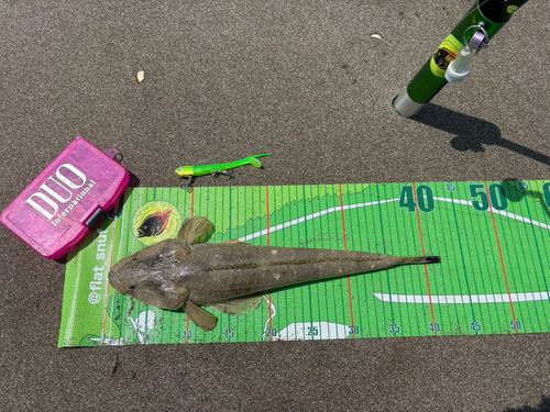 マゴチの釣果