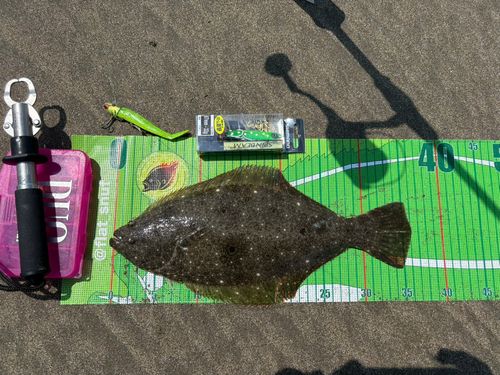 ヒラメの釣果