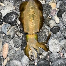 アオリイカ