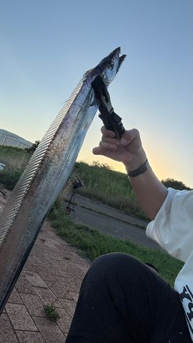 タチウオの釣果