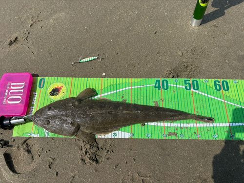 マゴチの釣果