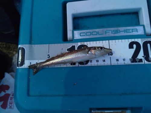 シロギスの釣果