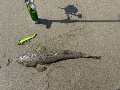 マゴチの釣果