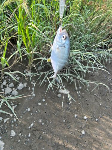 メッキの釣果