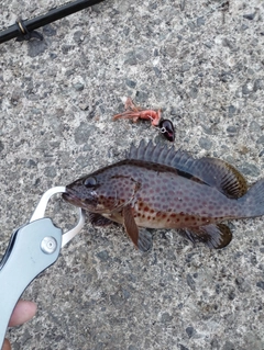 ノミノクチの釣果