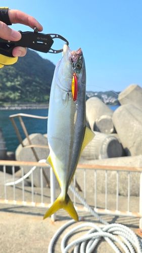 ワカシの釣果