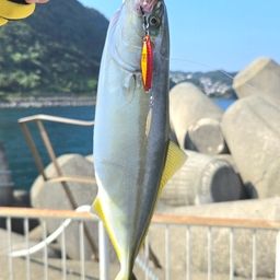 ワカシ