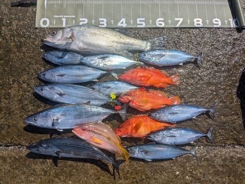 スマガツオの釣果