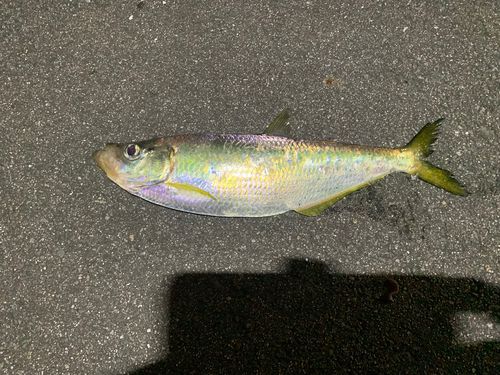 ターポンの釣果