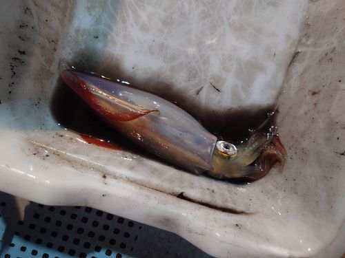 ケンサキイカの釣果