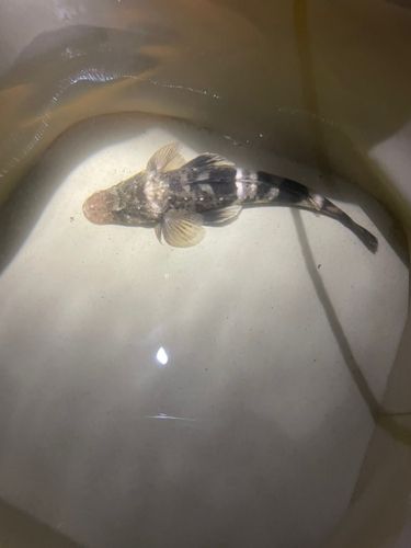 イネゴチの釣果