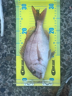 タイの釣果