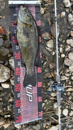 スモールマウスバスの釣果