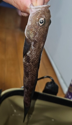 ハゼの釣果