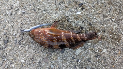 キジハタの釣果