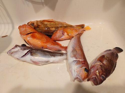 アカアマダイの釣果